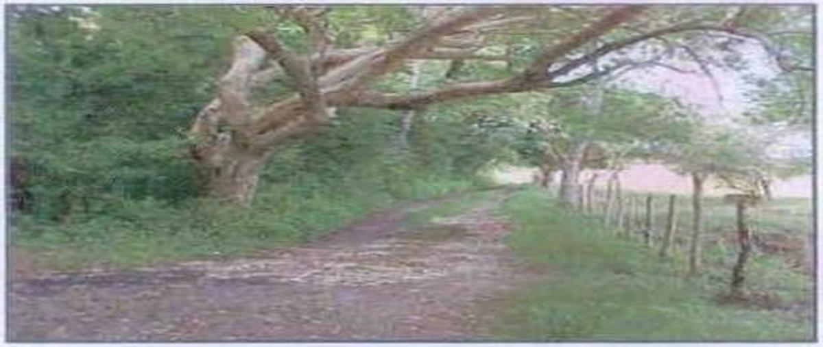 Foto de terreno habitacional en venta en  , cabo rojo (novillos) [ganadera], tampico alto, veracruz de ignacio de la llave, 0 No. 03